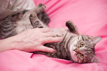 Fototapeta na wymiar Ludzkie zwierzęta ręczne Szkocji prosty szary piękny kot