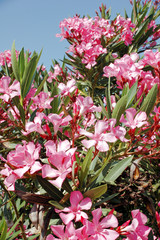 rosa oleander