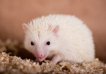 hedgehog © kislovas
