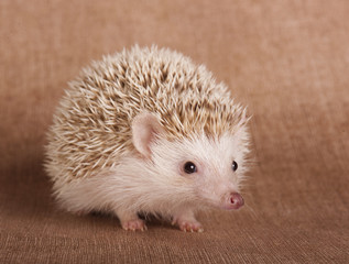 hedgehog © kislovas