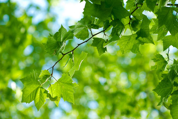 Foresta con foglie, rami di alberi_03