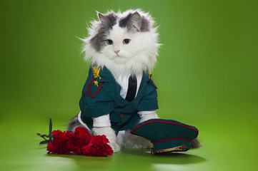 Cat dressed as General