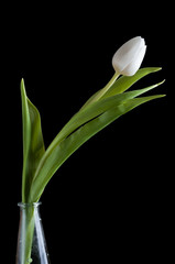 White tulips on black background