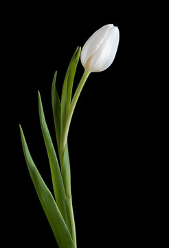 Fototapeta White tulip on black background