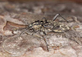 Grey tiger longicorn beelte, Xylotrechus rusticus on pine