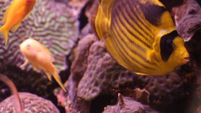 Emperor fish in the aquarium