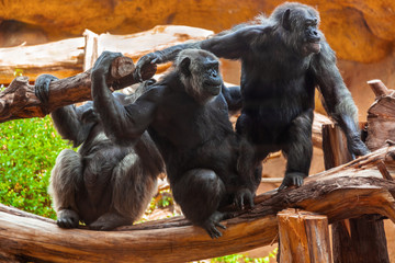 Obraz premium Monkeys in park at Tenerife Canary