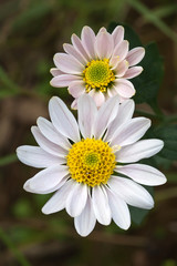 Fototapeta premium White daisy flower field in spring day