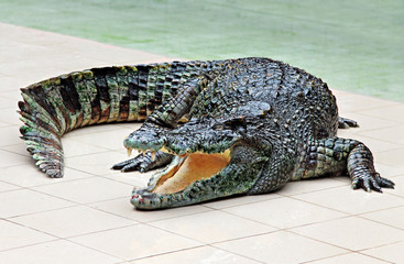 Obraz premium Big crocodile