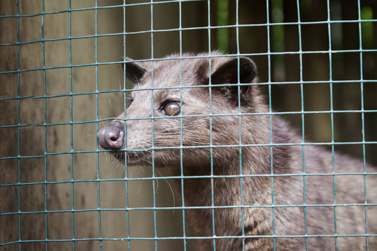 Asian Palm Civet