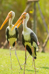 The close up portrait of Asian Openbill stork
