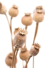 Viele trockene Mohnkapseln vor weißem Hintergrund