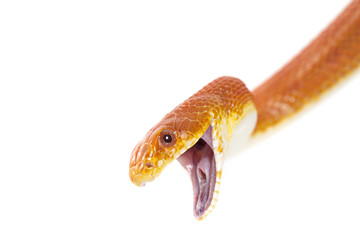 Texas rat snake closeup