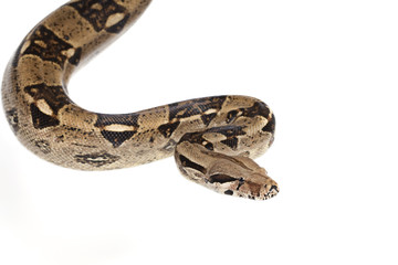 Boa snake