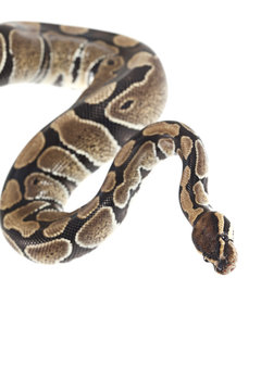 Royal Python on white background