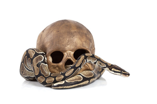 Royal Python with skull