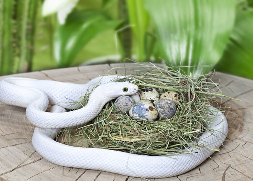 Texas rat snake in a bird's nest