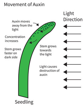 Movement of Auxins in a Seedling