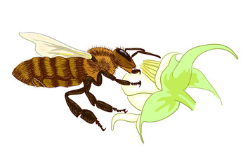 Bee.