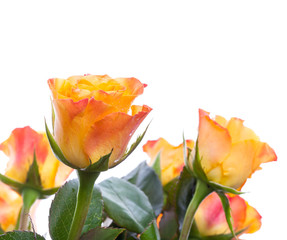 Fototapeta na wymiar Czerwone i żółte róże, kwiaty na białym tle