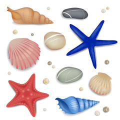 Vector Set of Seashells, Starfishes and Pebbles - obrazy, fototapety, plakaty