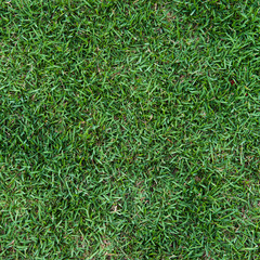 grass field background