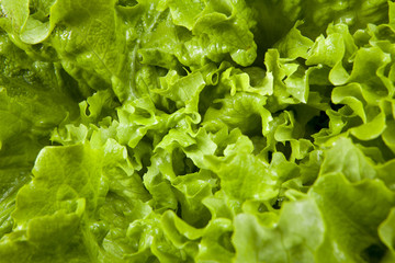 lettuce close up background