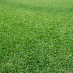 grass field background