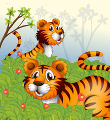 Fototapeta na wymiar Tigers w lesie