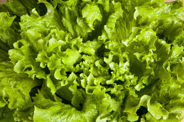 lettuce close up background