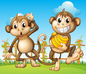 Dwie małpy z bananem wewnątrz ogrodzenia - obrazy, fototapety, plakaty