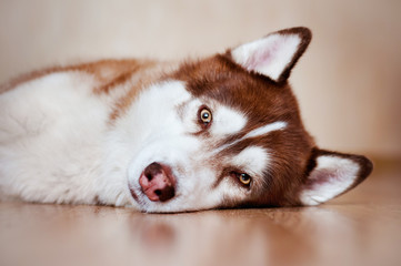 siberian husky resting indoors