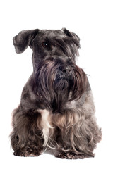 cesky terrier dog portrait