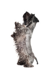 grey funny dog dancing