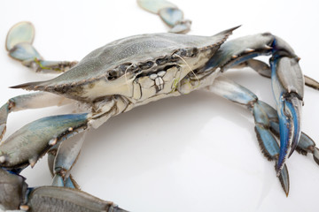 Blue crab on white background - obrazy, fototapety, plakaty
