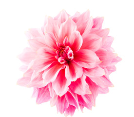 pink dahlia isolated