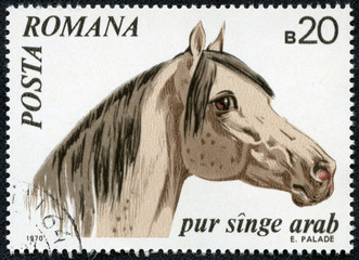 Arabian Thoroughbred, Horse, Equus Ferus Caballus, Animal