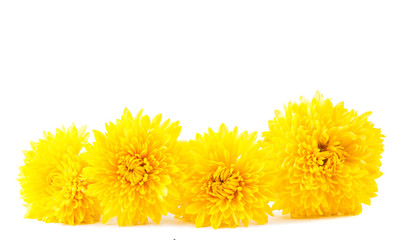 yellow chrysanthemum isolated