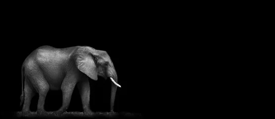 Poster Afrikaanse olifant wandelen © donvanstaden