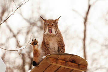 yawning lynx on an observation deck in winter