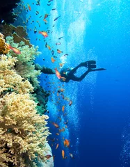 Fotobehang Duiken Scuba-duiker door koraalrif