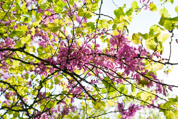 Fiori di albero in primavera_05