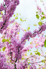 Fiori di albero in primavera_04
