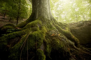 Photo sur Plexiglas Printemps arbre avec de la mousse sur les racines dans une forêt verte au printemps