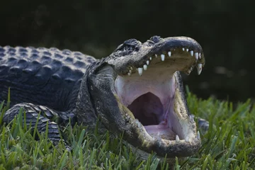 Fototapeten Alligator © jafman