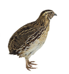 Quail isolated on white background