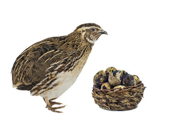 Quail and basket with eggs isolated on white background