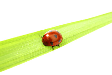ladybug on grass