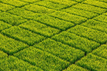 Rice field