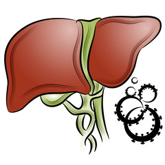Liver Cancer